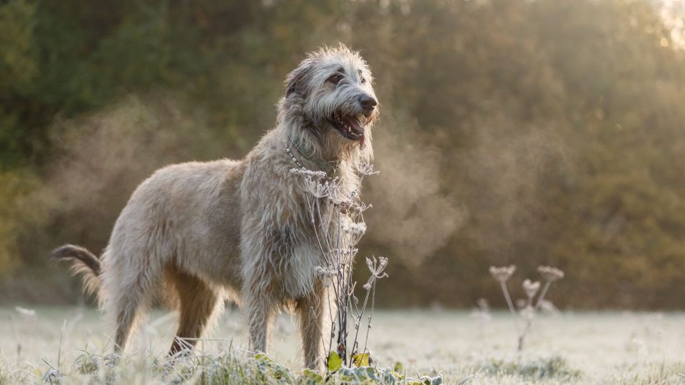 Irish Wolfhound